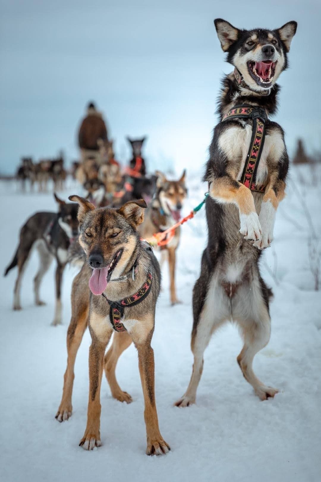 Overnight Mushing Adventure