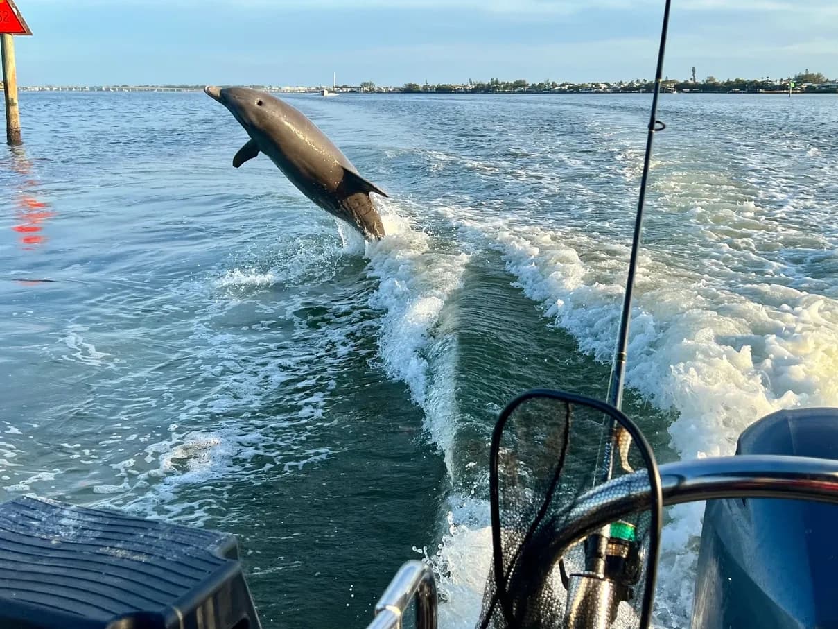 SEE DOLPHINS & MORE