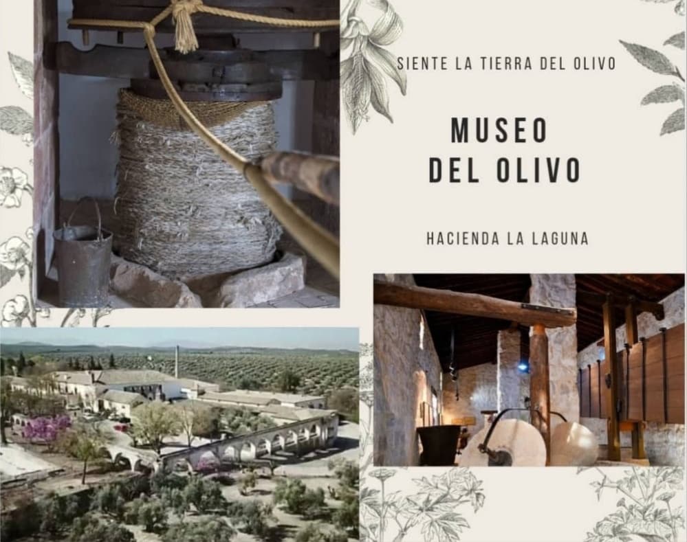 Visita al Museo + Degustación de Aceites
