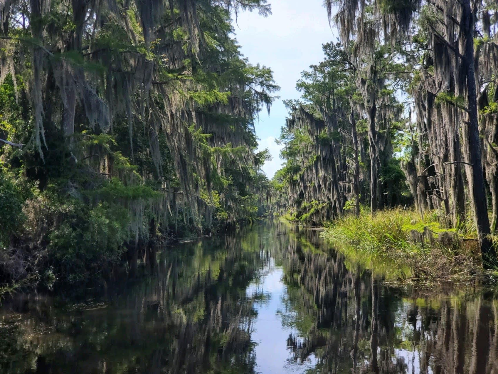 Madisonville Swamp and Marsh Boat Tour