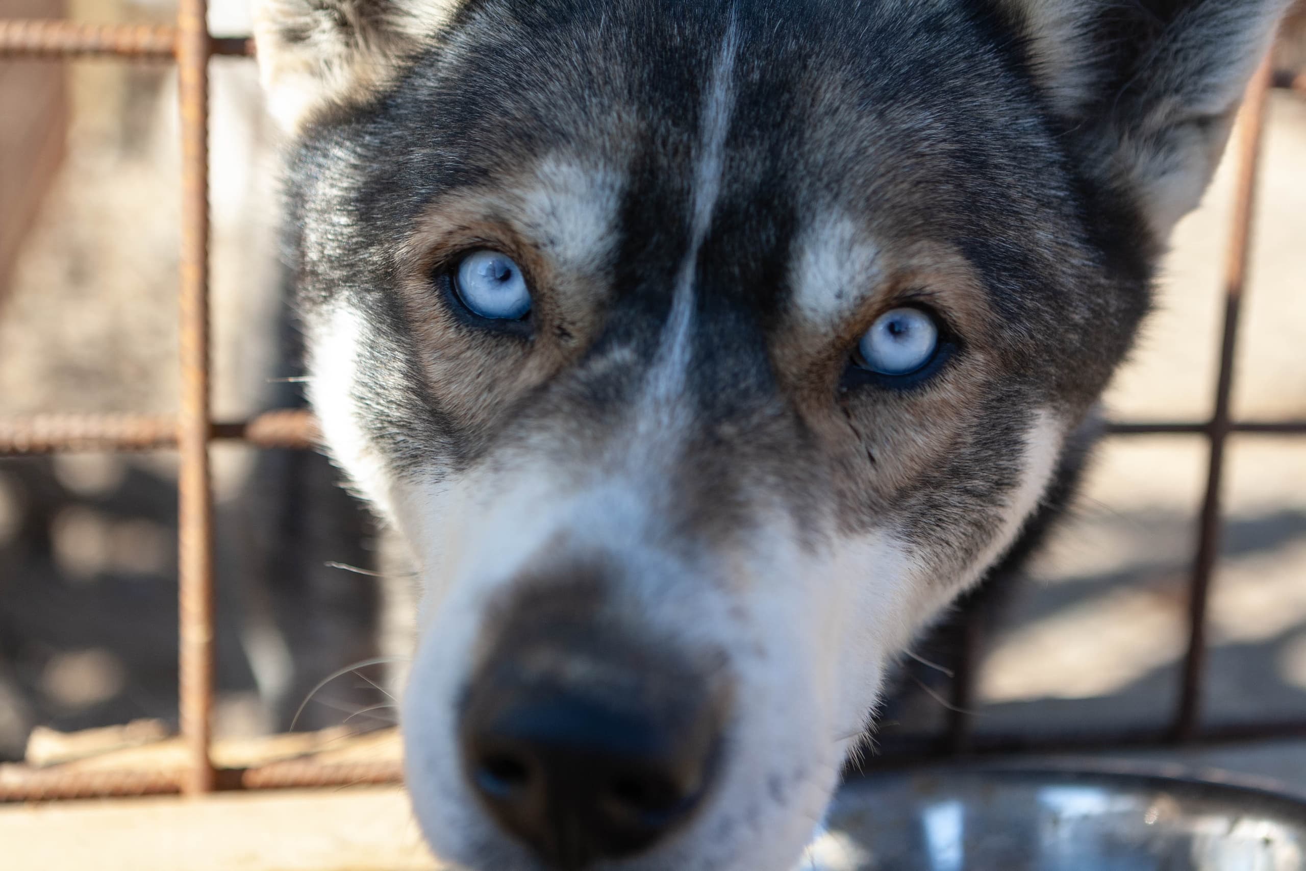 Husky farm Visit