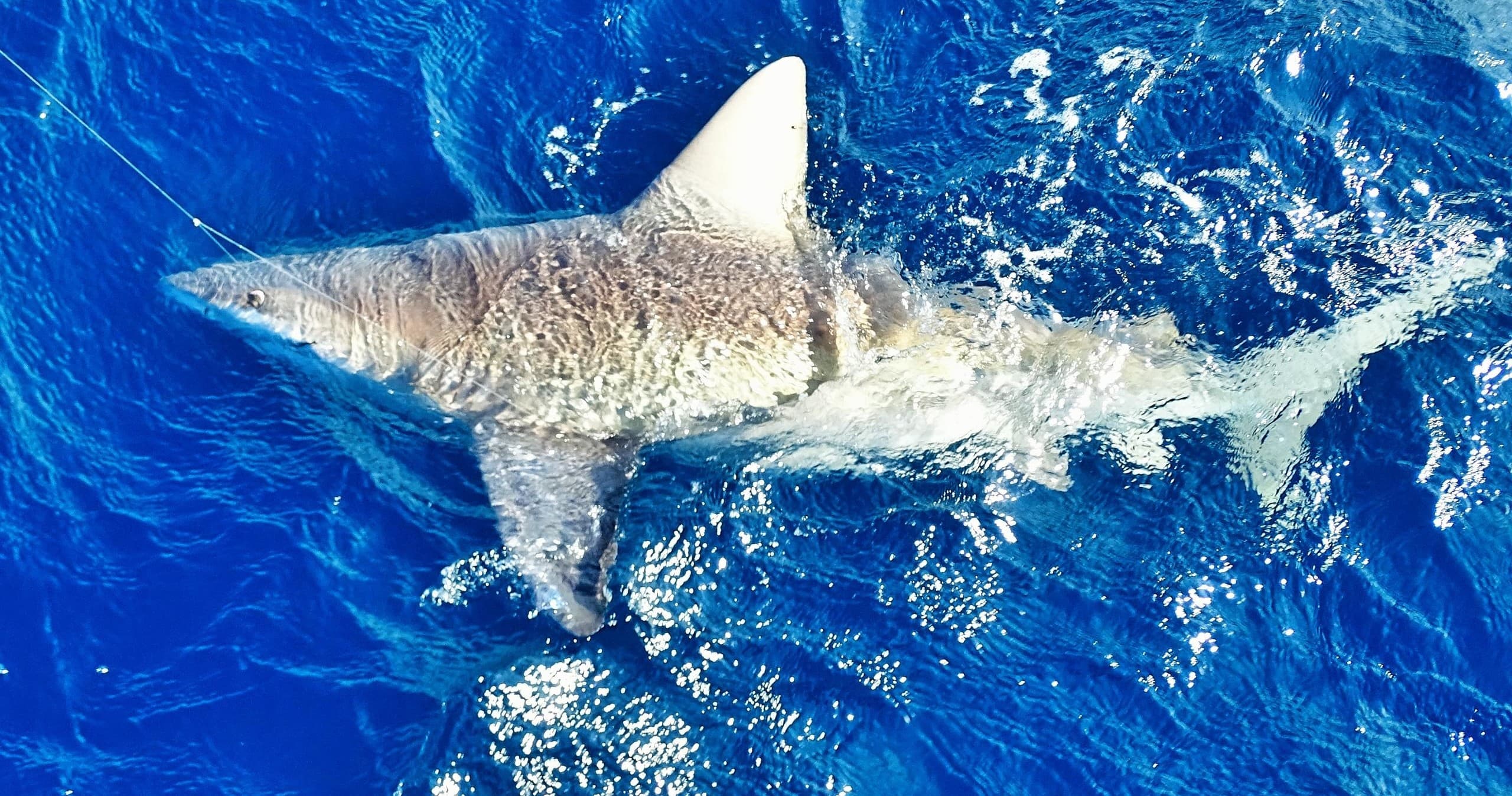 5 Hour Trophy Shark Trip