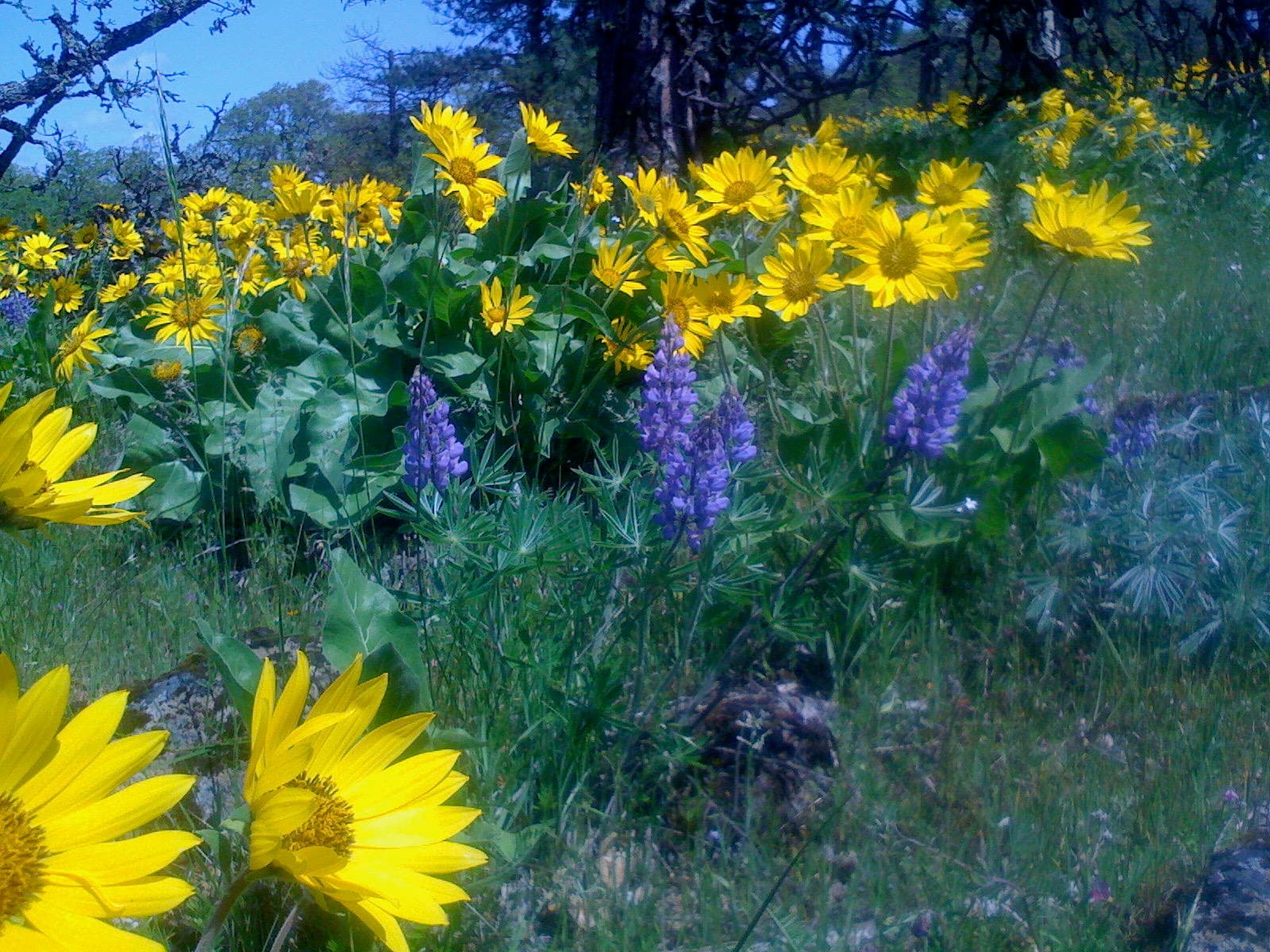 Wine And Wildflowers Of The Rowena Plateau (Spring)