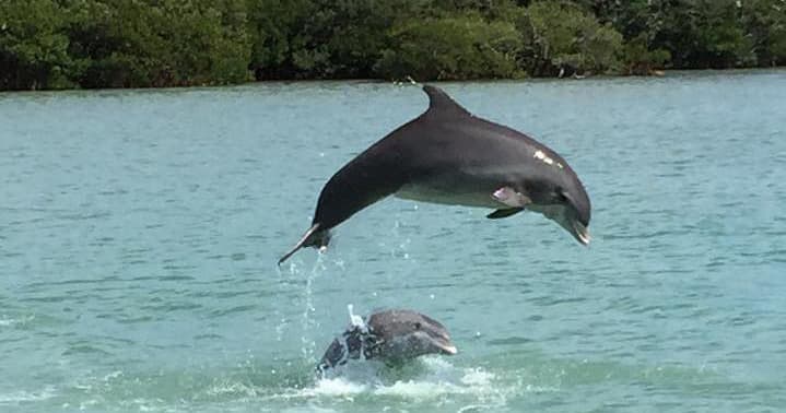 Dolphin Watching Cruise