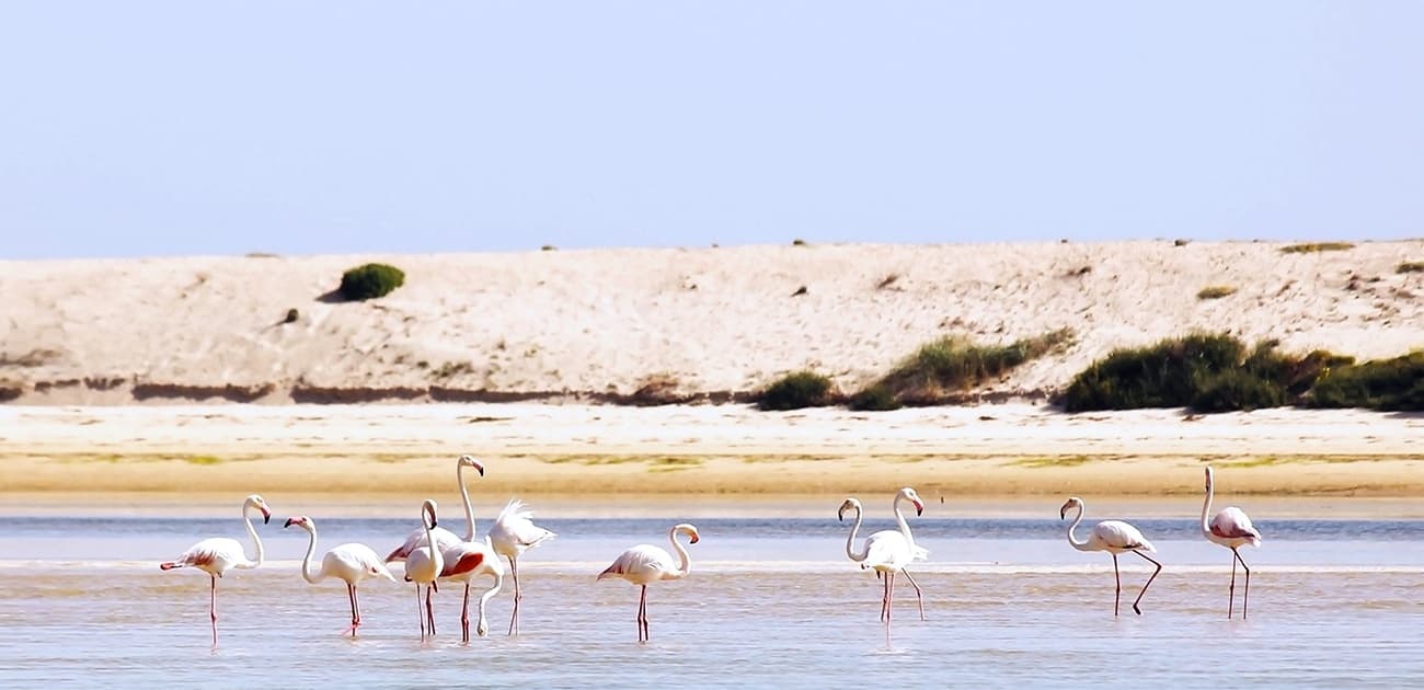 Birdwatching Ria Formosa (half Day)