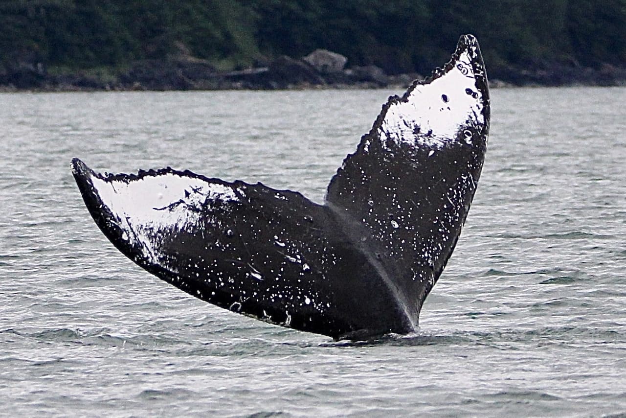 3/4 Day Salmon Fishing and Whale Watching Combo