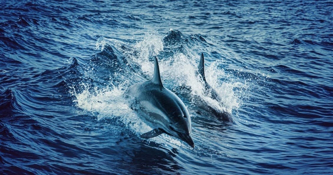 Dolphin Tour