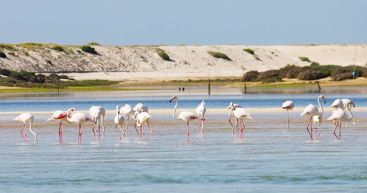 BirdWatching in Ria - Fuzeta