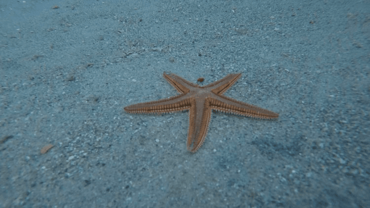 Kid's Snorkel Tour