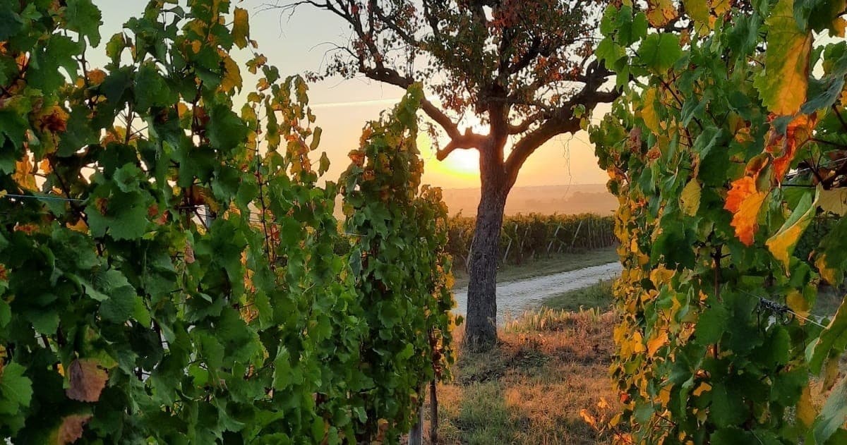 Alsace Terroirs & Grands Crus Tasting