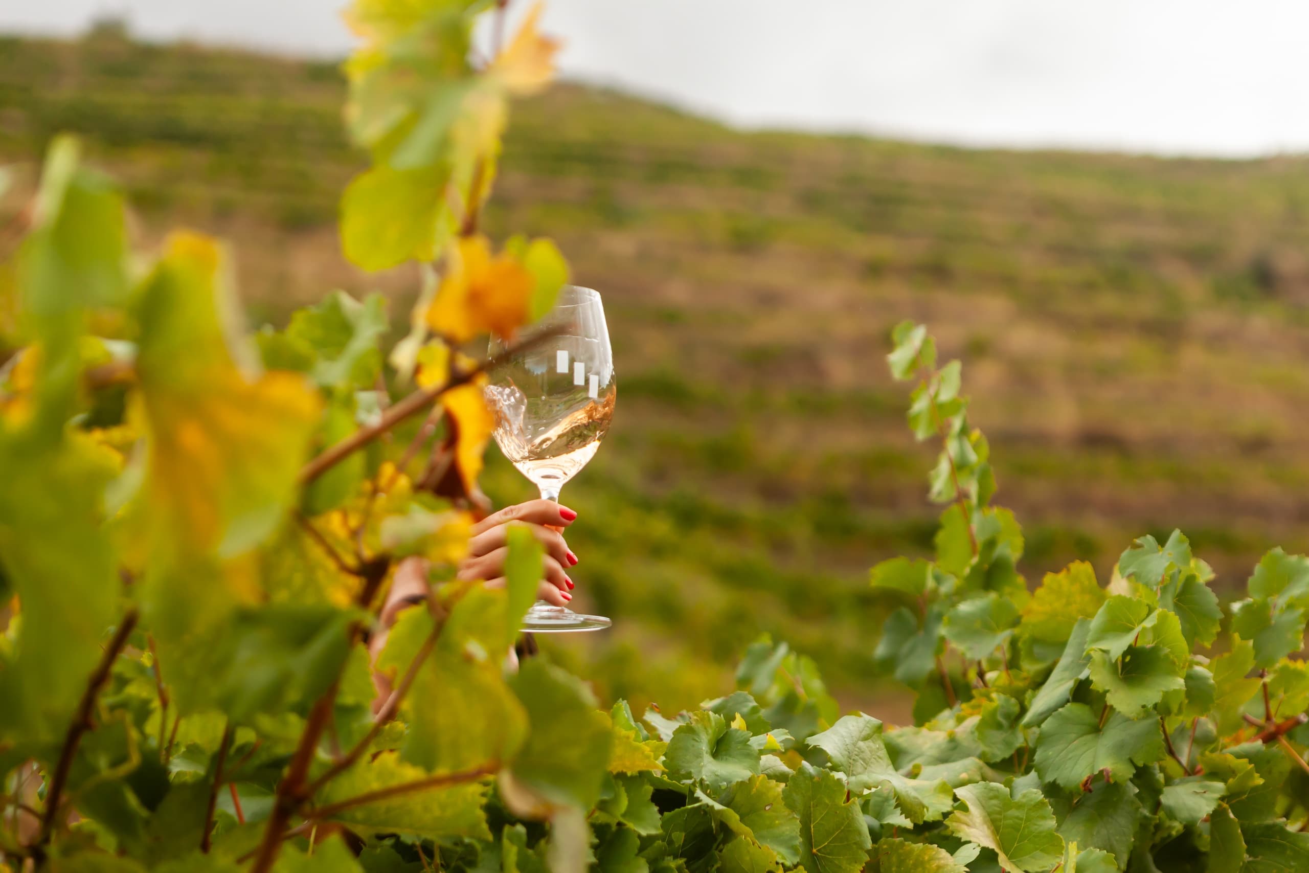 Visita e Prova Premium • Visita às Vinhas