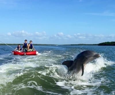 3-Hour Breakwater Adventures Dolphin, Tubing and Shelling Tour