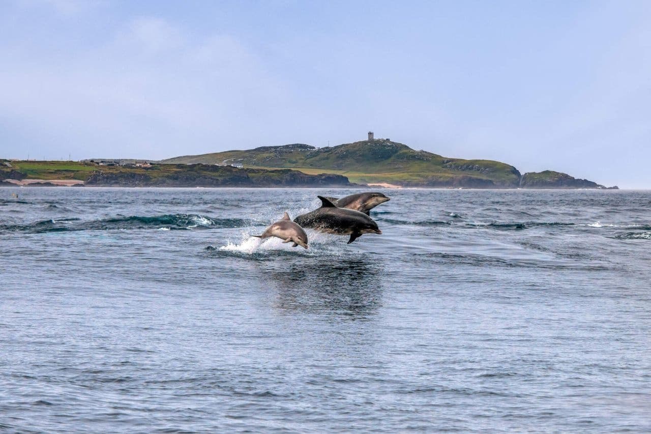 Sightseeing & Dolphin Discovery  Trip