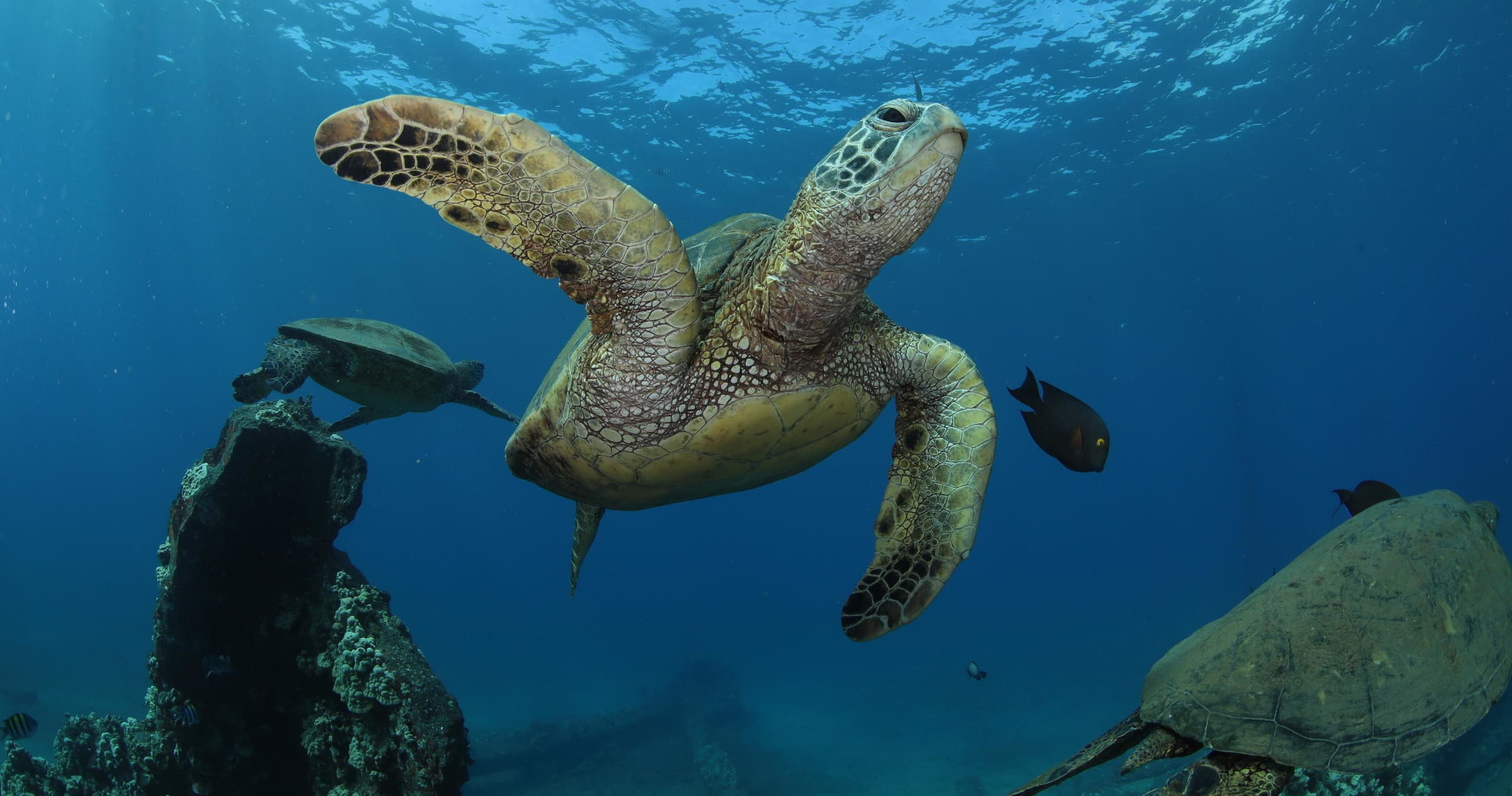 PADI Open Water Diver Certification