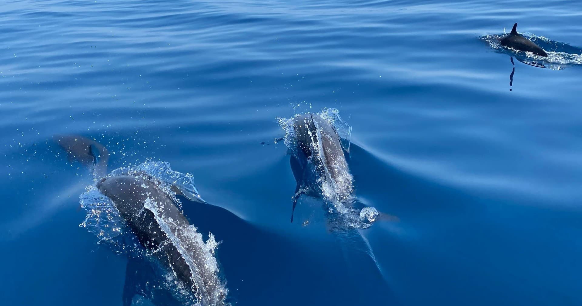 Angler 2 Hour Dolphin Cruise