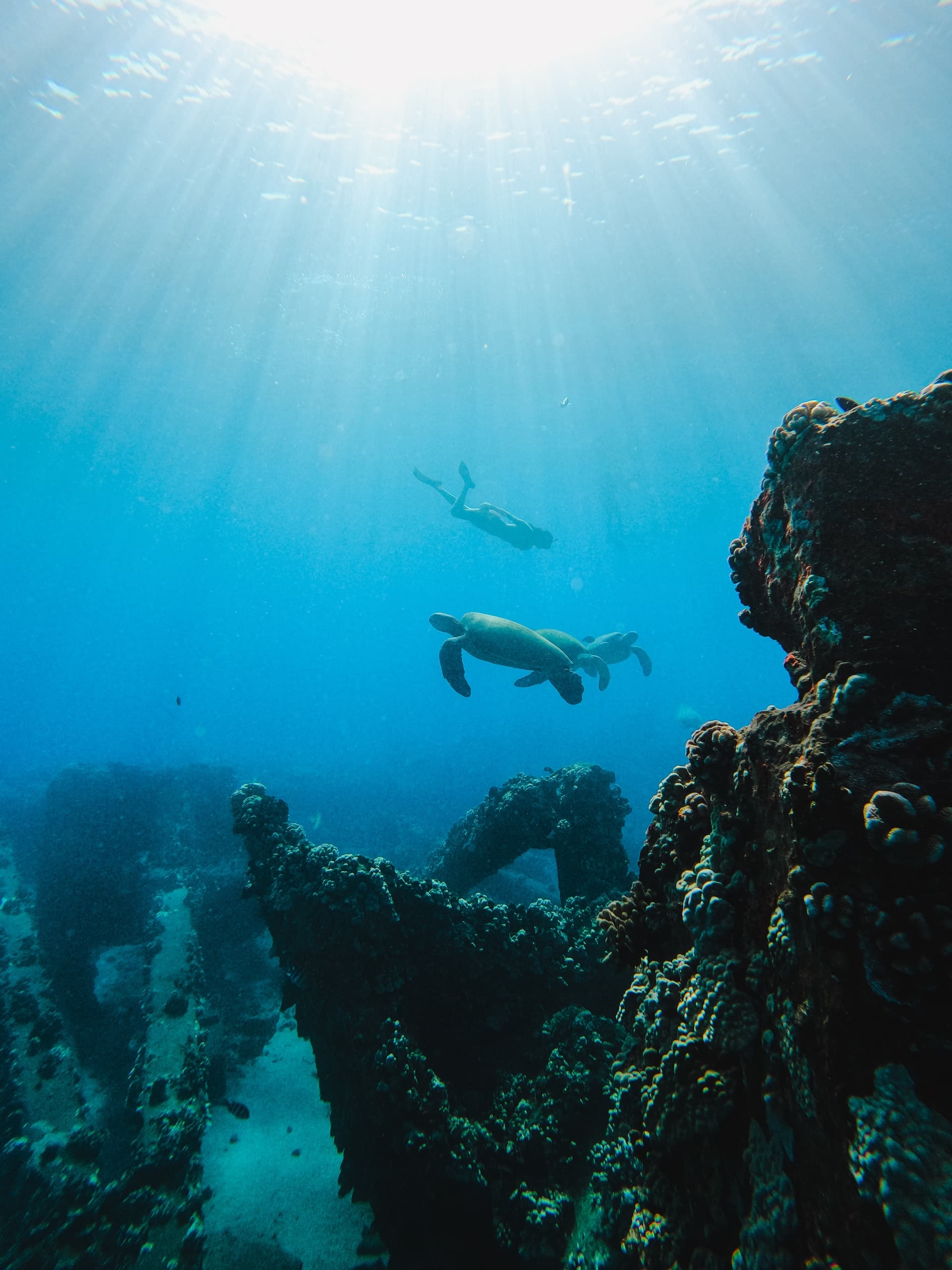 Coral Gardens Coastal Snorkel & Sail