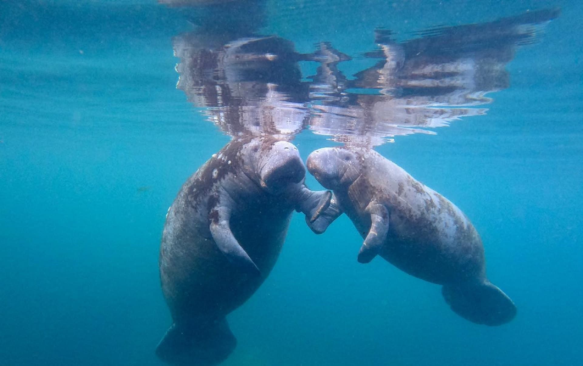 3 Hour Private Manatee PLUS+ 22ft Heated Luxury Manatee Oasis