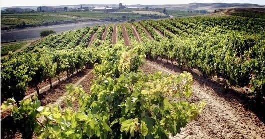 Ribera del Duero Day Tour