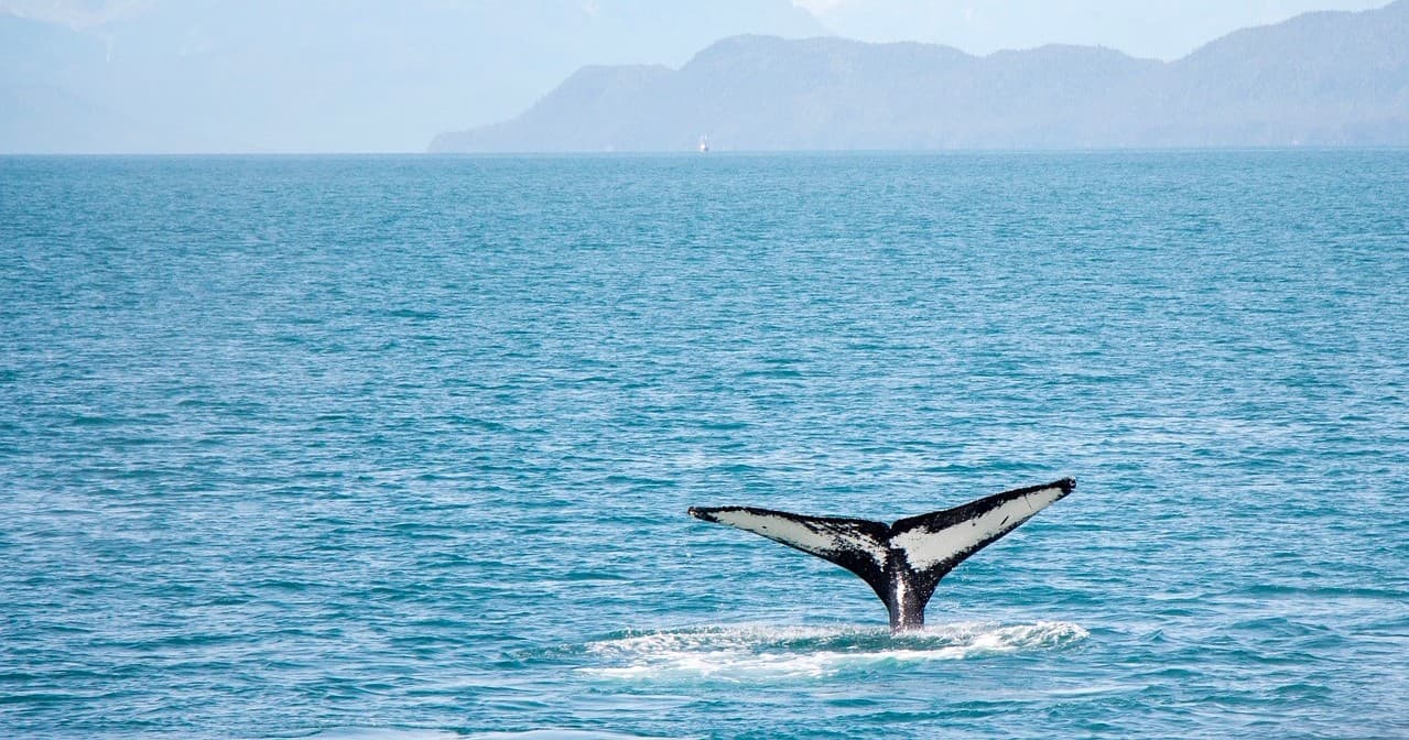 Small Boat Whale Watching and Sightseeing Tour