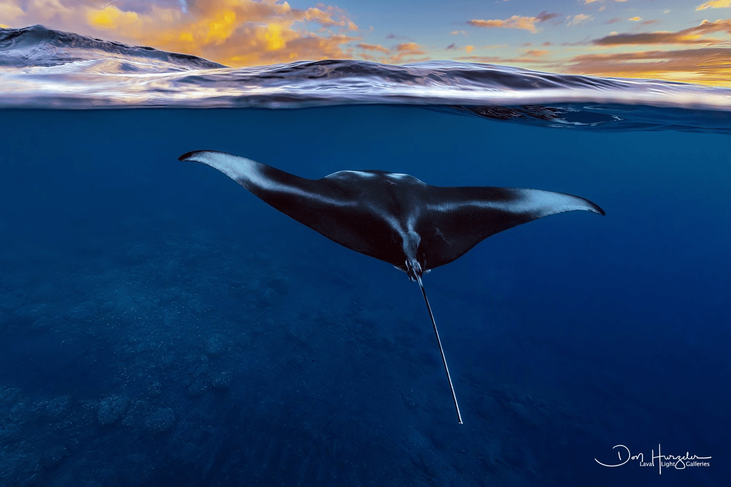 Sunset Cruise + Manta Ray Watch
