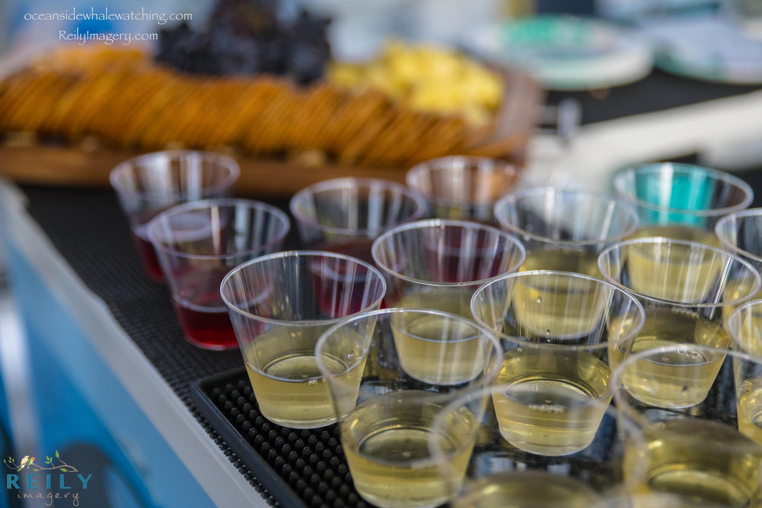Oceanside Harbor Wine Cruise