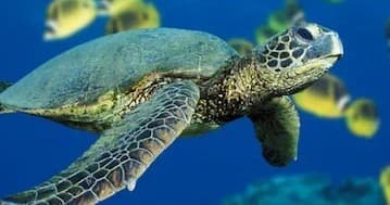 1 Tank Boat Dive - Sea Turtles & Tropical Reef
