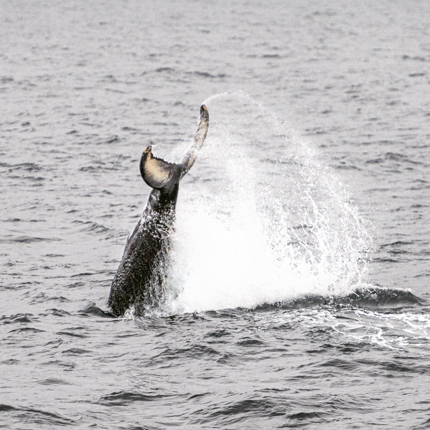 Summer Whale Safari - Stø