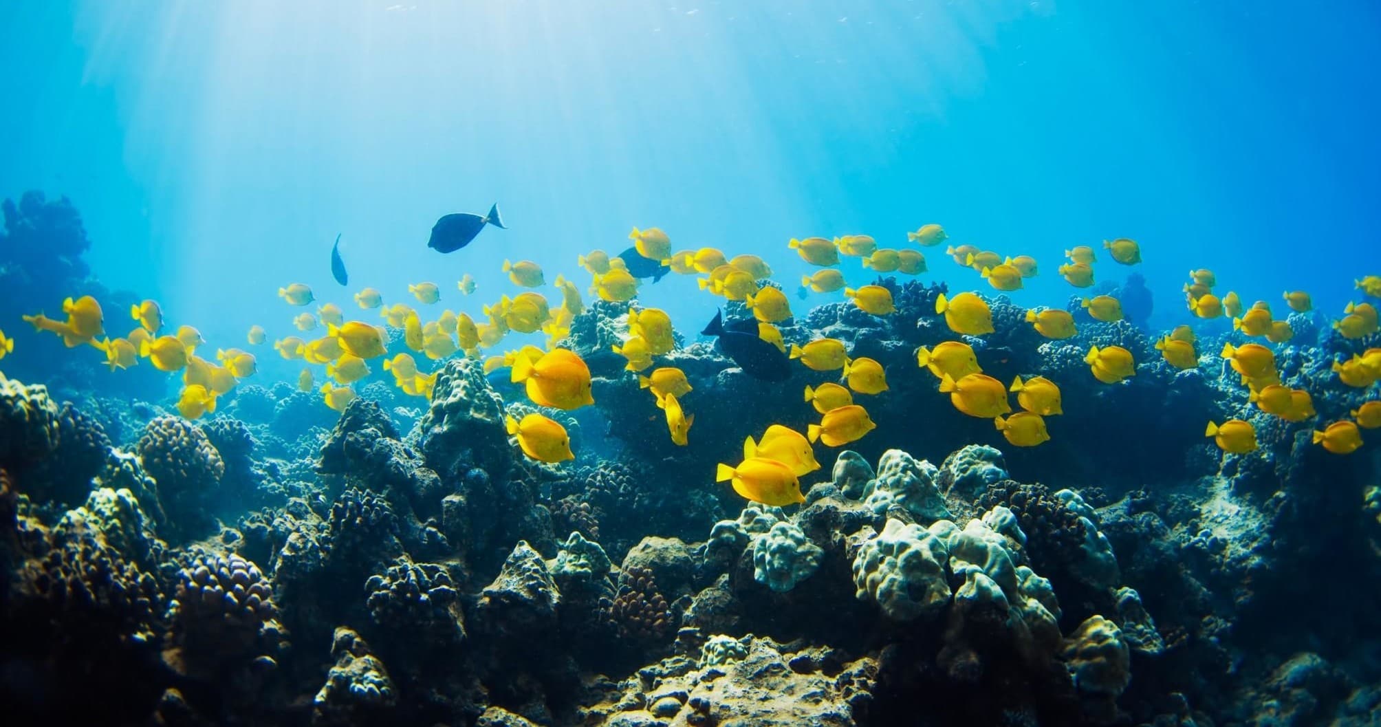 Tropical Reef & Wildlife Boat Snorkel Adventure
