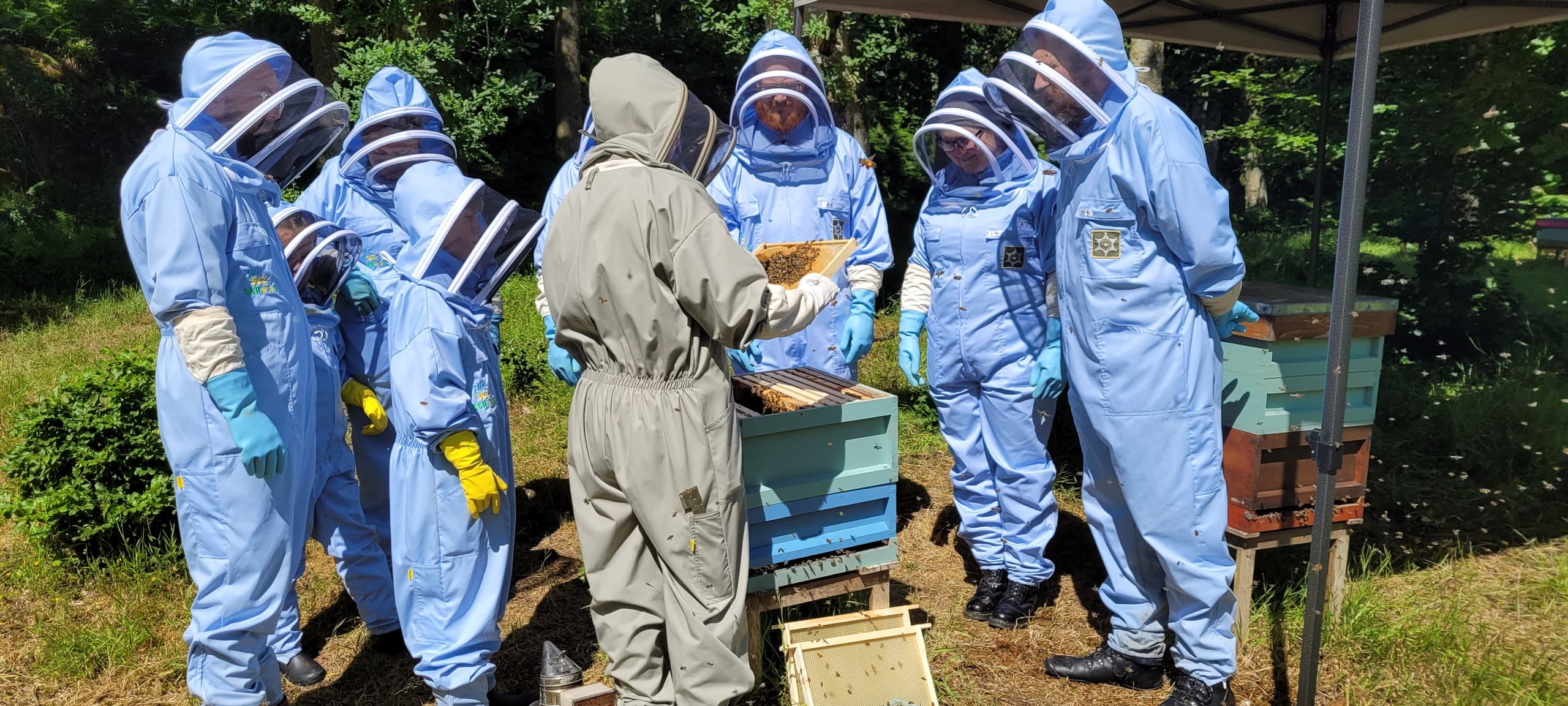 Bee Safari