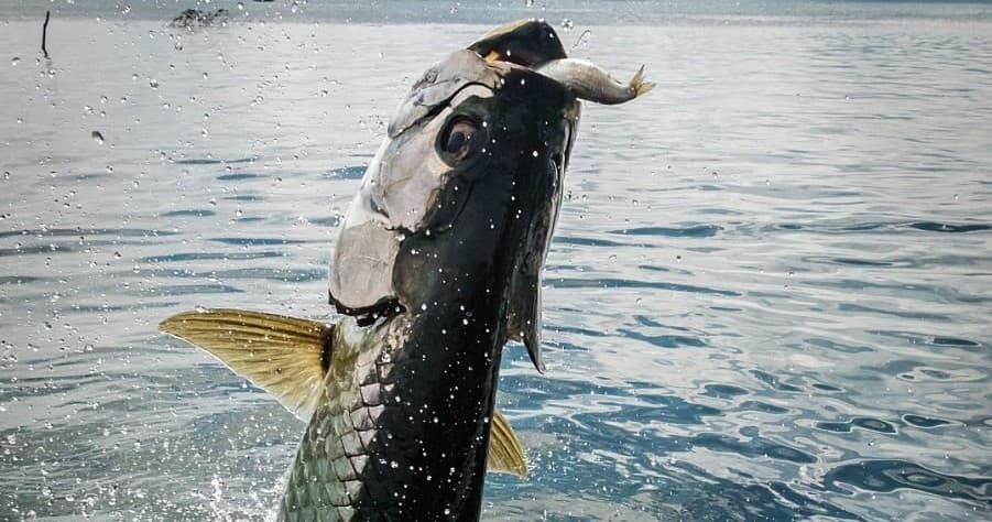 Backcountry Fishing