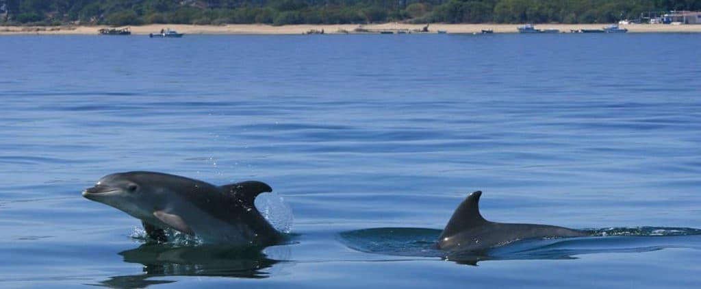 Golfinhos na Baía de Setúbal