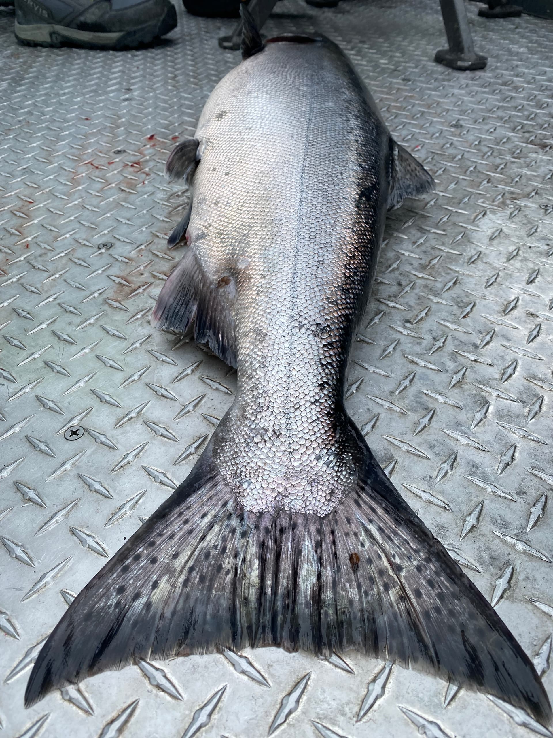 Kasilof King Sockeye Combo