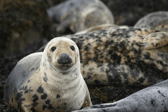 Grey Seal Cruise with Seabirds
