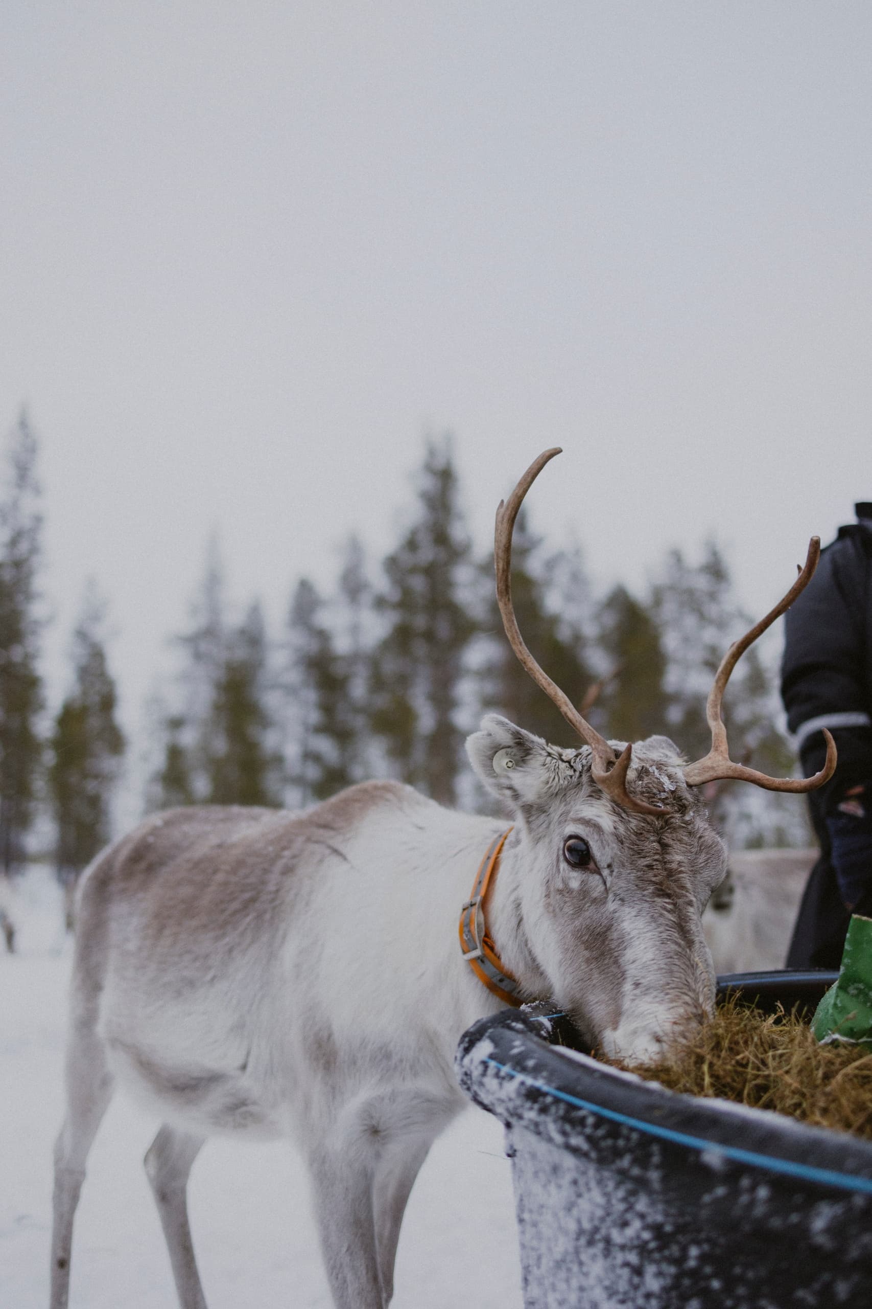 Reindeer Herding & Feeding