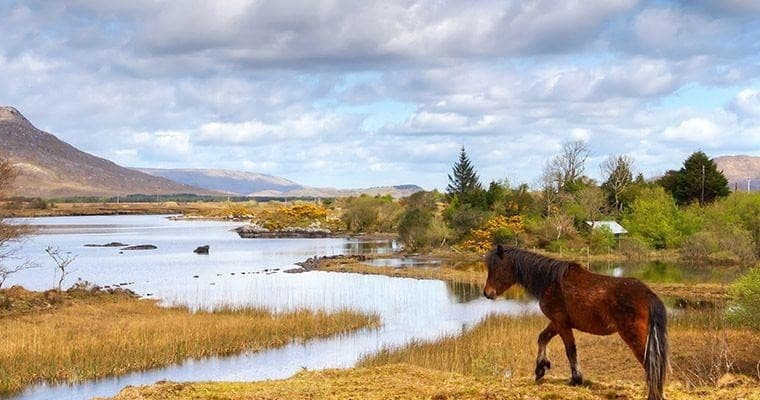 The Dingle Way • Ireland