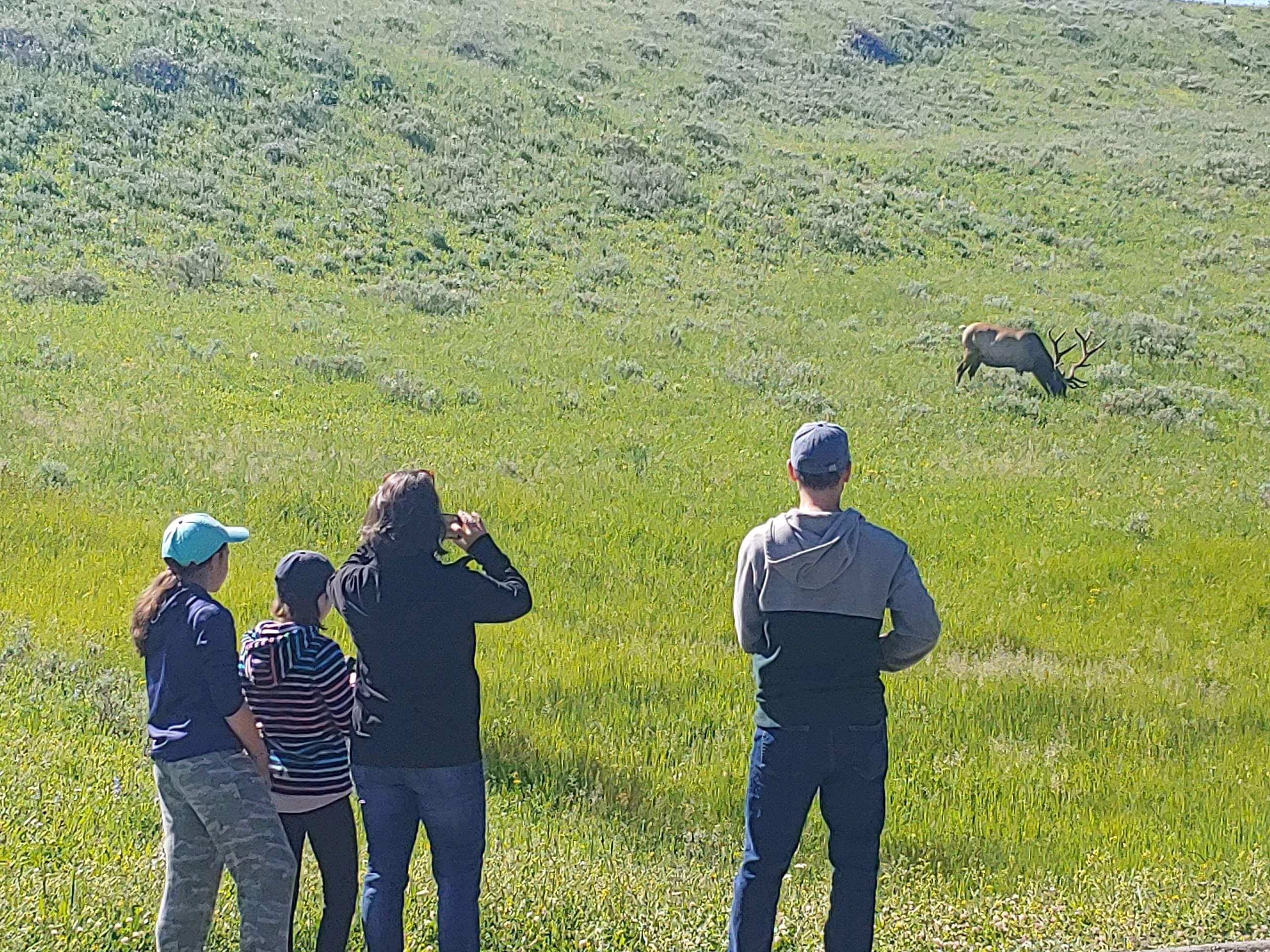 Private Tour of Yellowstone