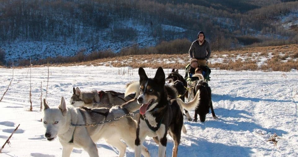 Split Dog Sledding in Park City