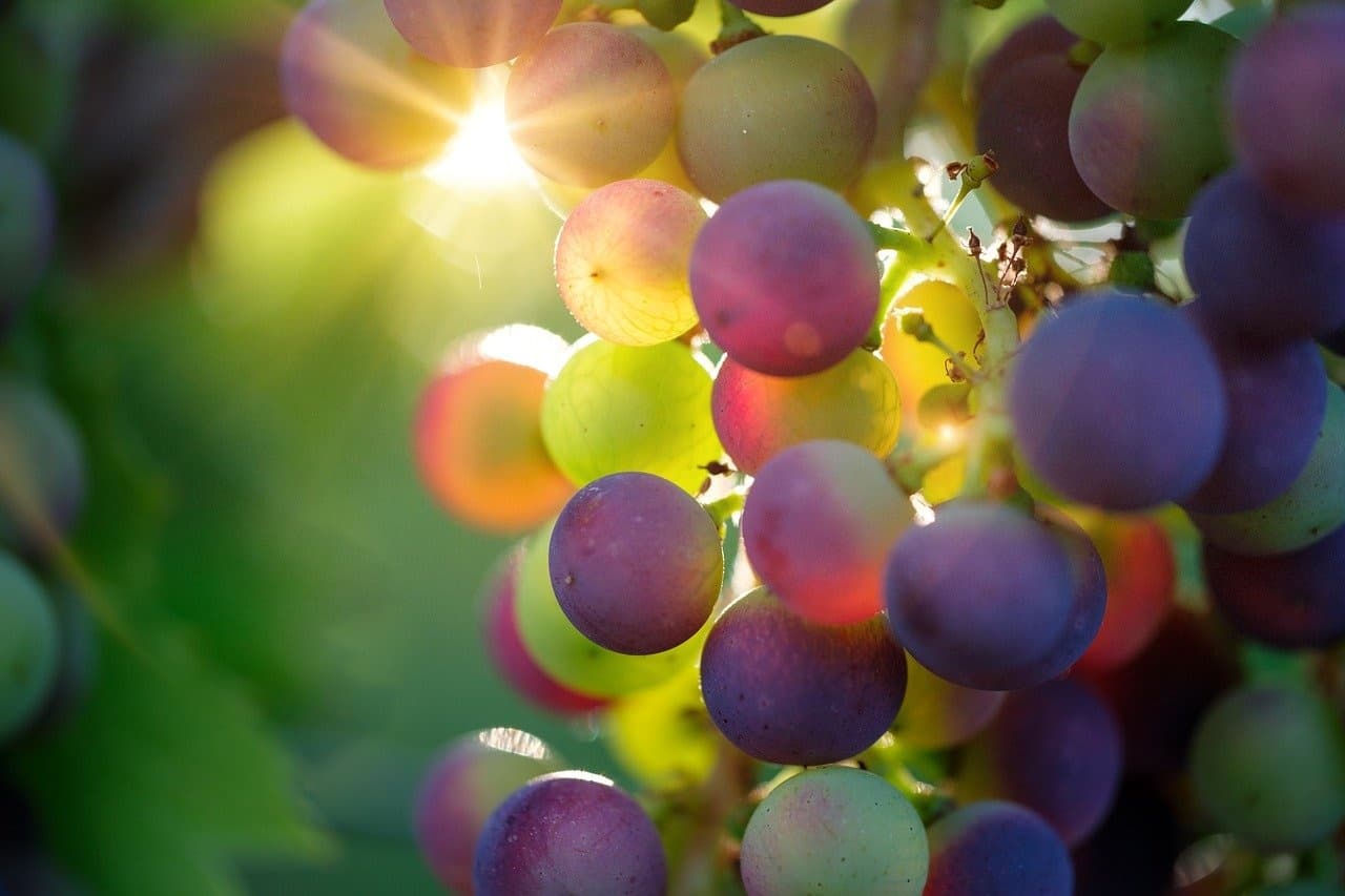 El Penedes Cava & Wine Private Tour