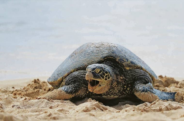 Oahu’s Cheapest Circle Island Tour