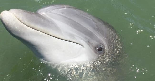 Dolphin Tour