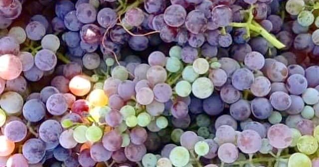 Mantineia Wine Tour