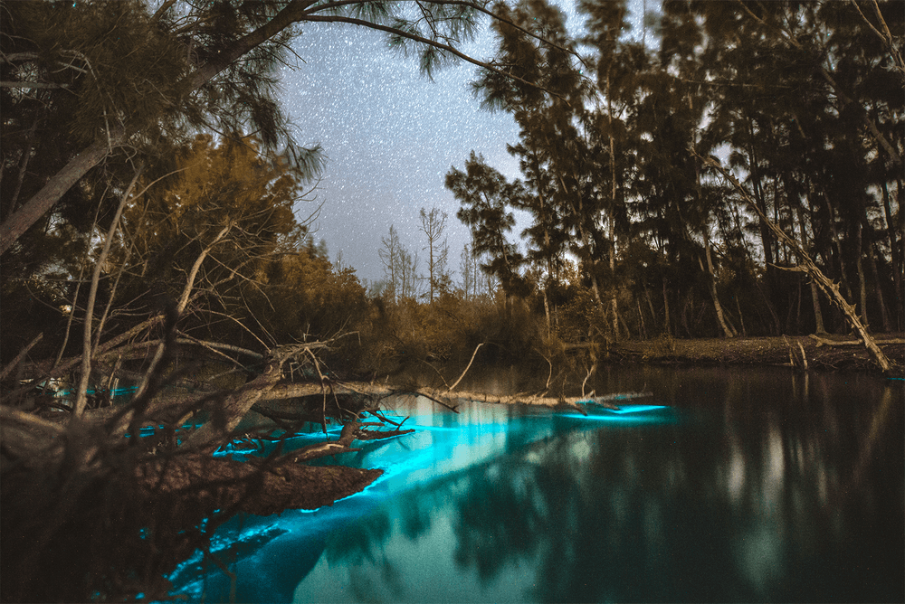 Bioluminescent Clear Kayak Tour