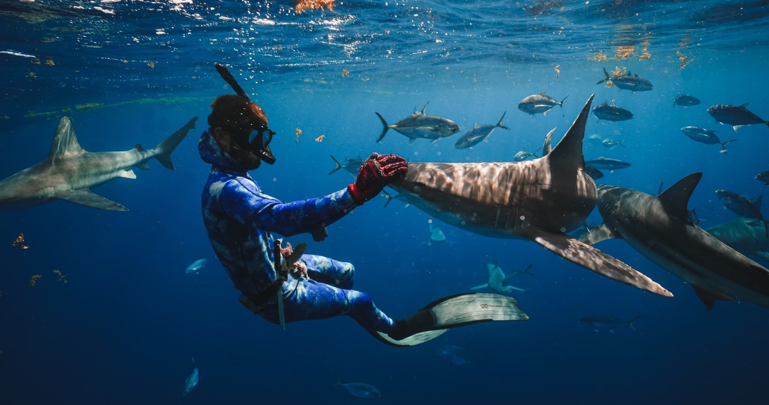 Ecotourism Shark Diving Tour