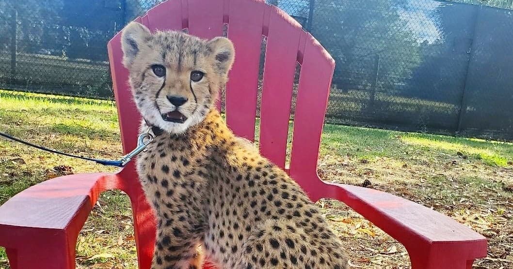Cheetah Walk/Painting