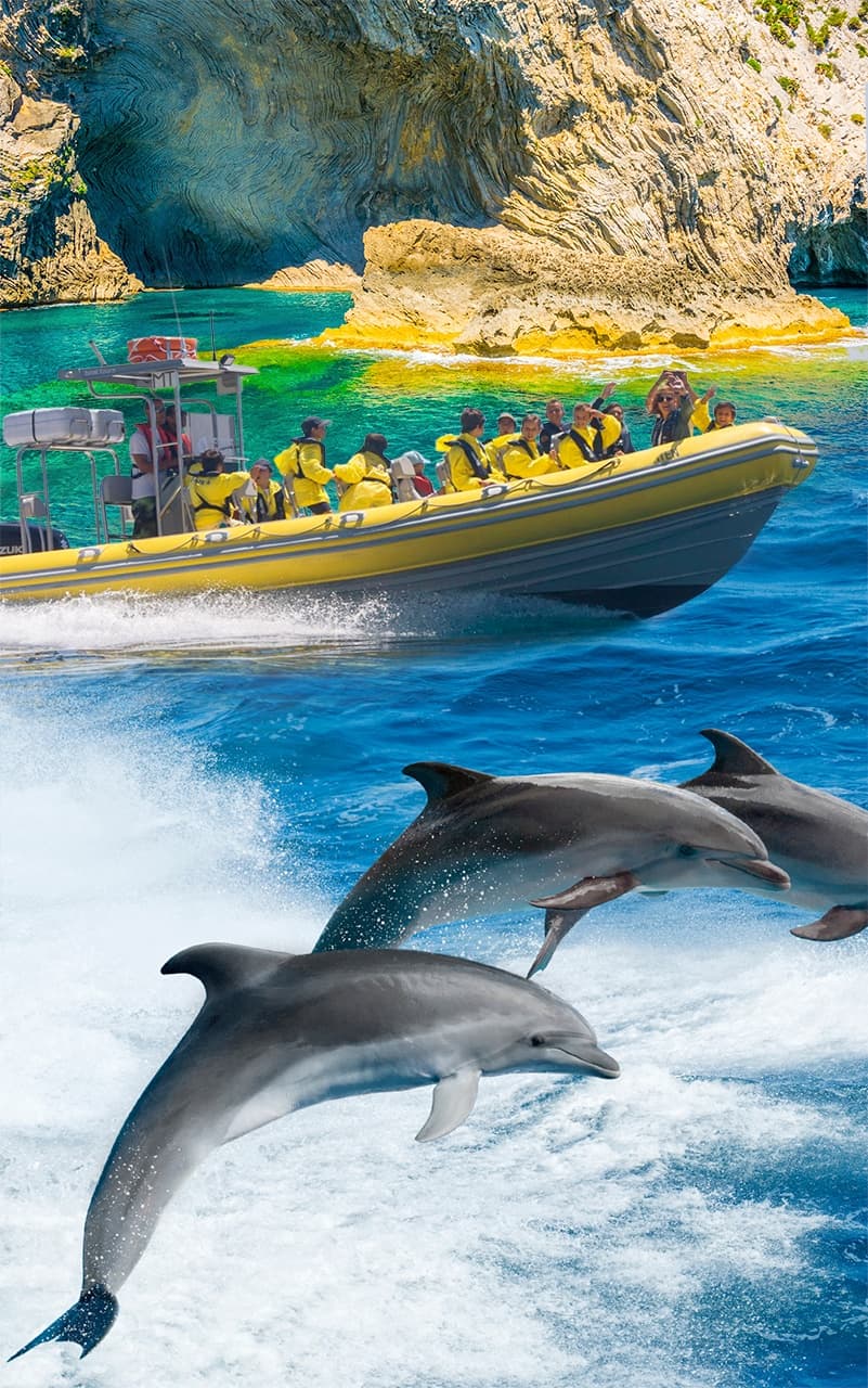 Excursion en Barco - Avistamiento de Delfines