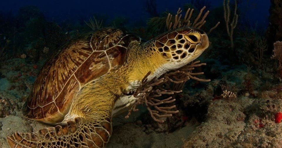 2 Tank Reef Dive Charter
