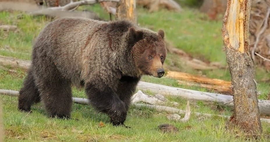 Yellowstone Scenic Wildlife Tour