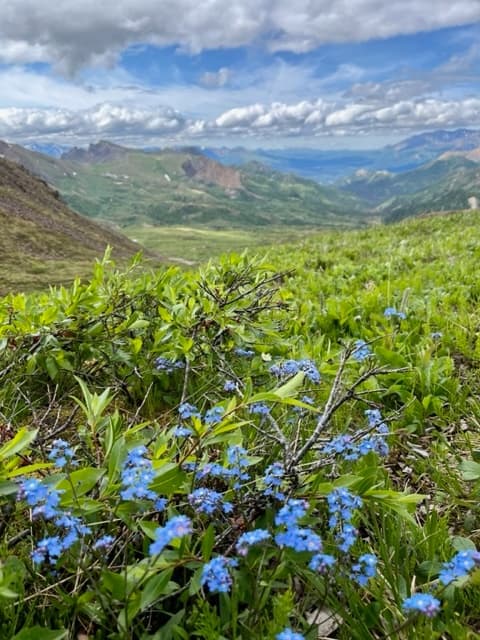 Denali 4 Hour Hiking Tour