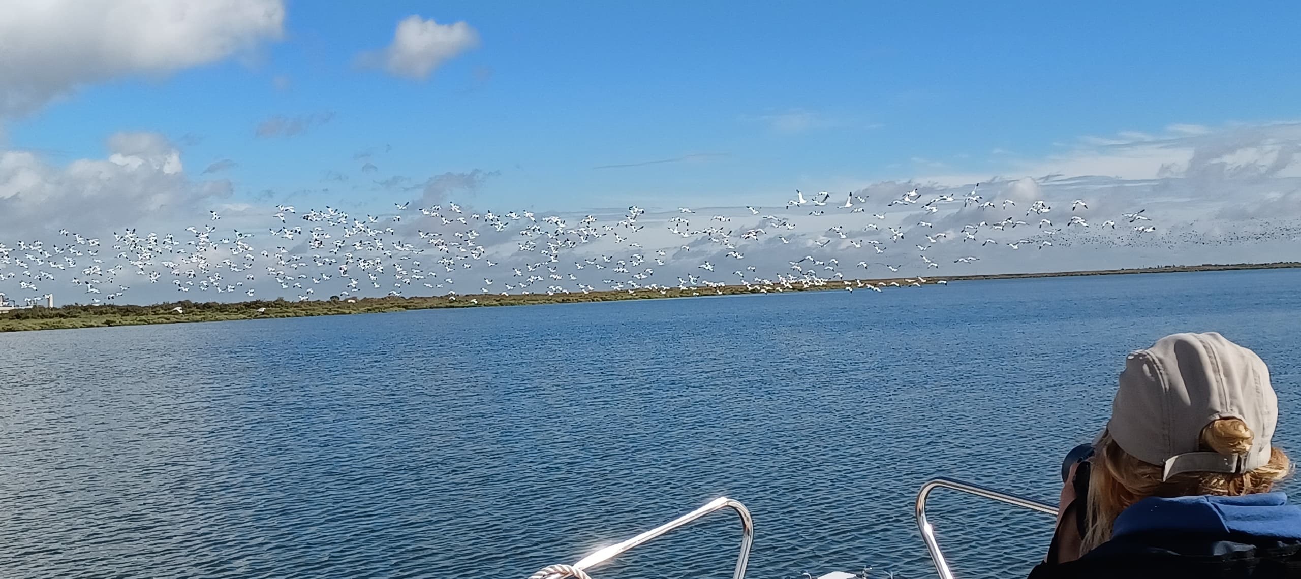 Observação de aves na reserva natural do estuário do Tejo