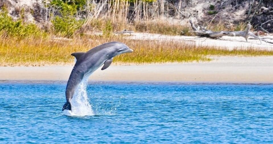 Eco Boat Tours